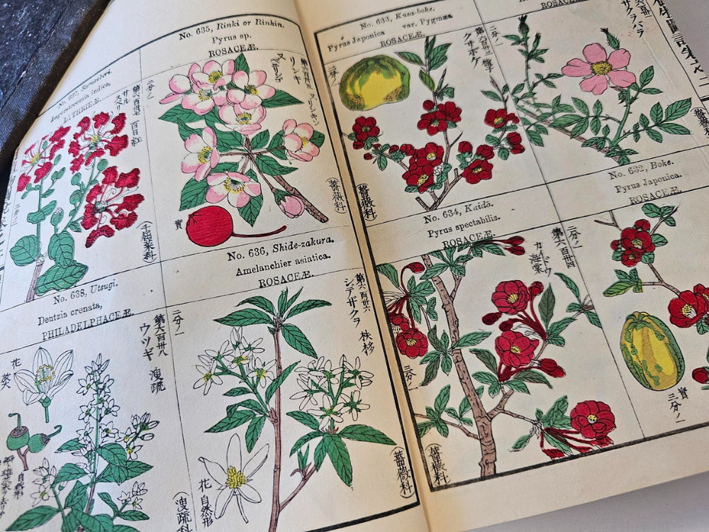 colourful flowers drawn in individual boxes with information about the individual plants