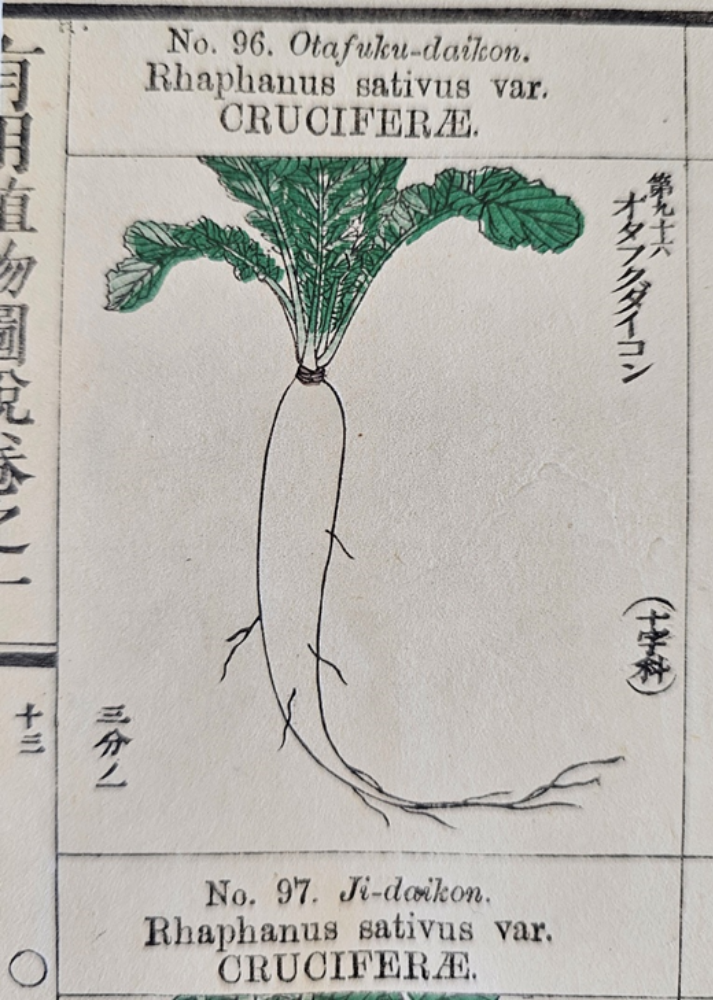 illustration of a white root vegetable with green leaves